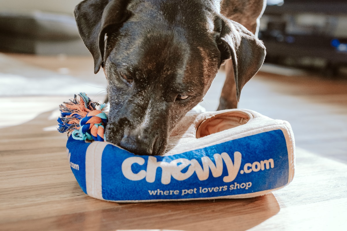 ペット展示エリア